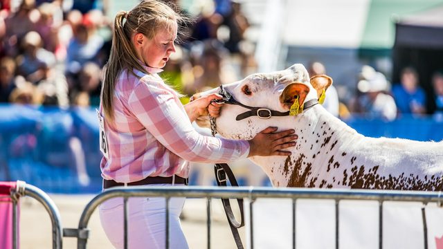 Suomenkarjaa Farmarissa