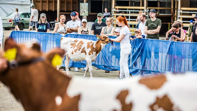 Ayrshire karjanäyttely