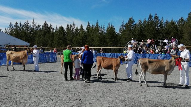 Holstein II