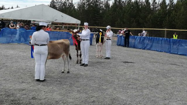 Junior Handler