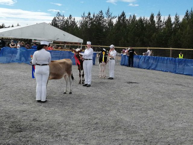 Junior Handler